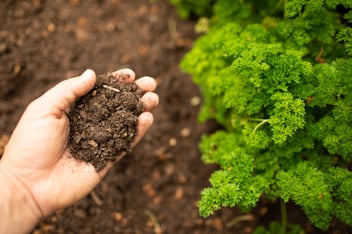 person holding soil in hand, with soil underneath 