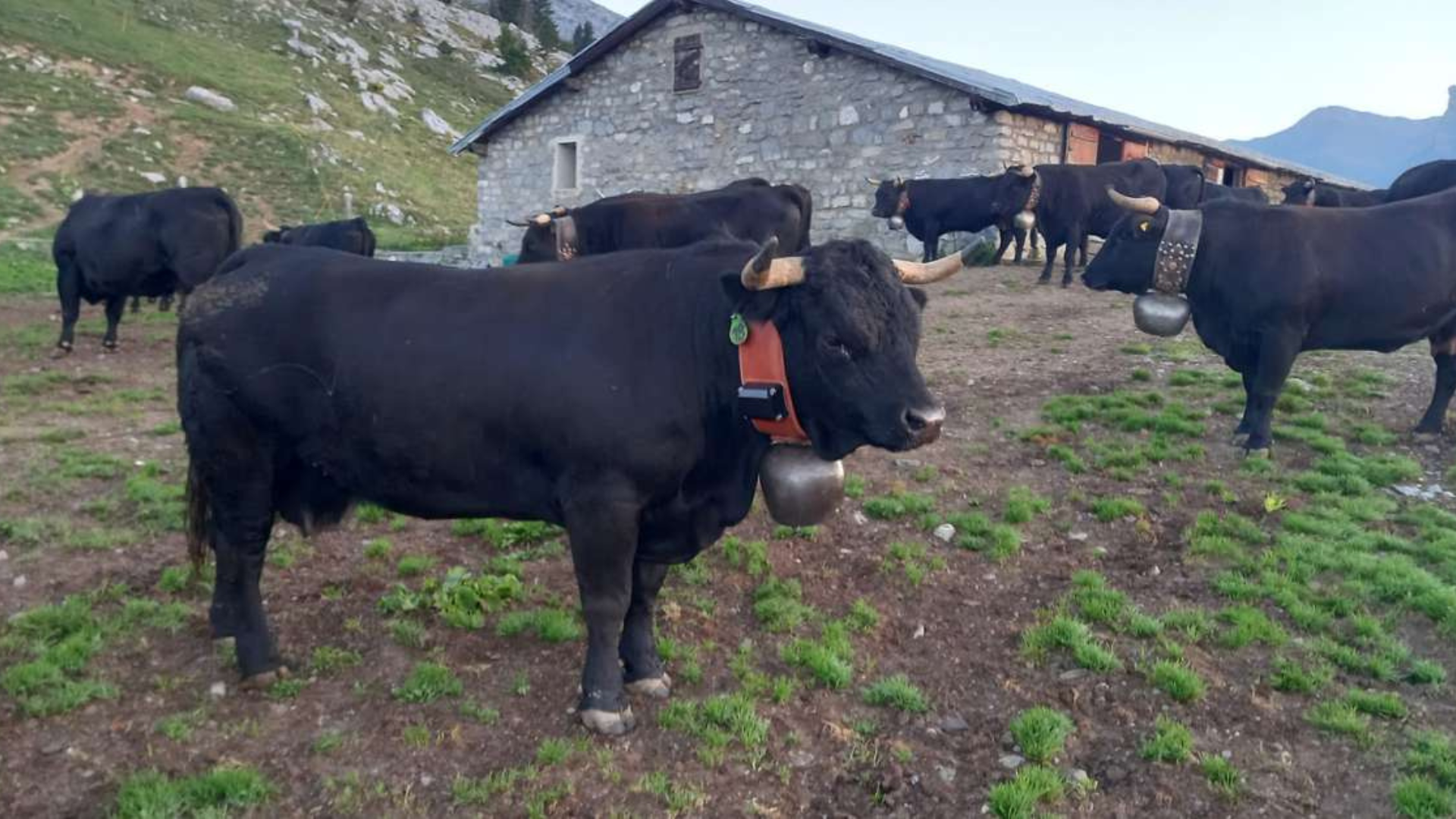 Image of Bull with Customized collar with Oyster 3 Digital Matter Device