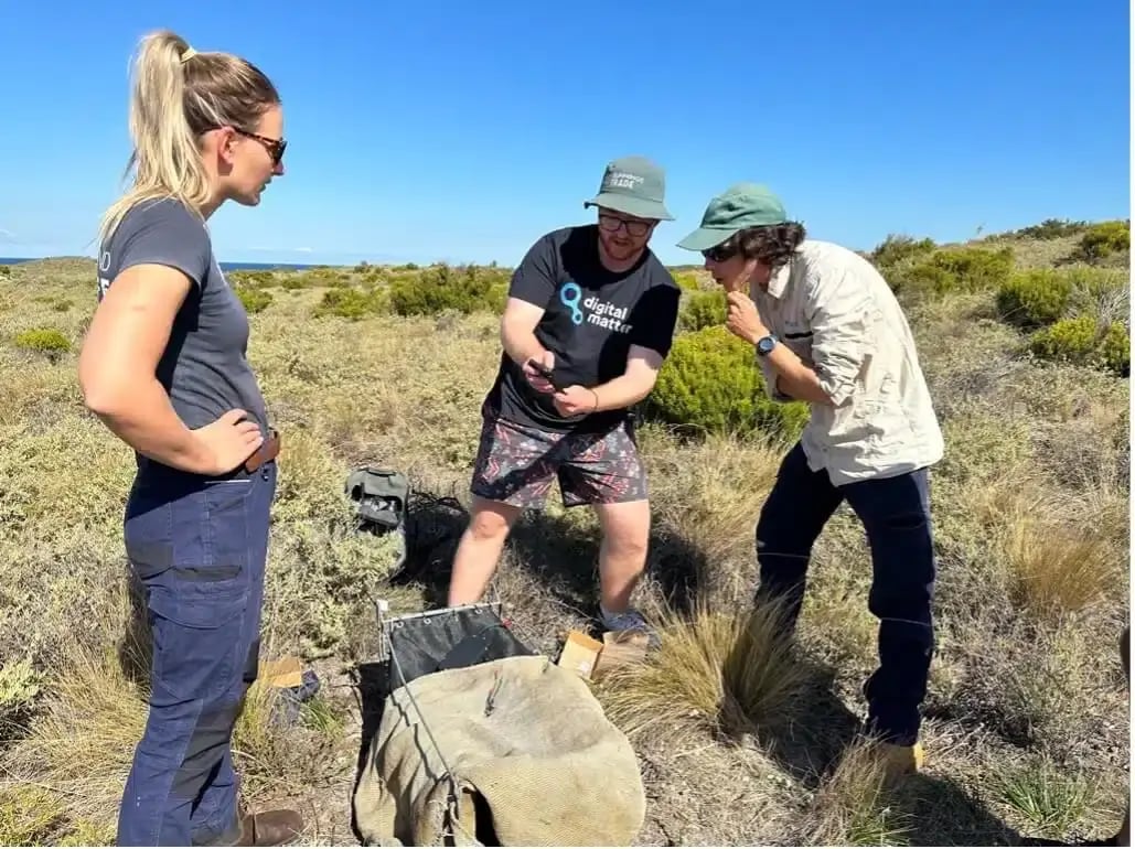 3 people surrounding a quokka trap monitoring 