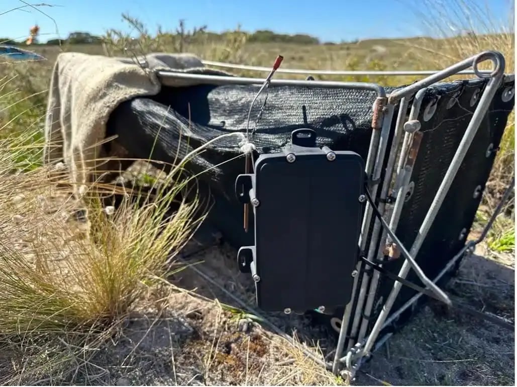 close up of quokka trap