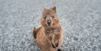 quokka with arms crossed over on pavement looking into camera