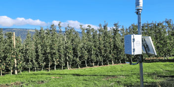 hawk with trees in background in a field