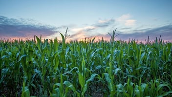 green crops in field