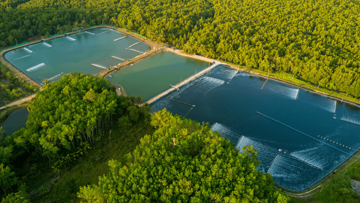 Water Farm Aerial Hawk