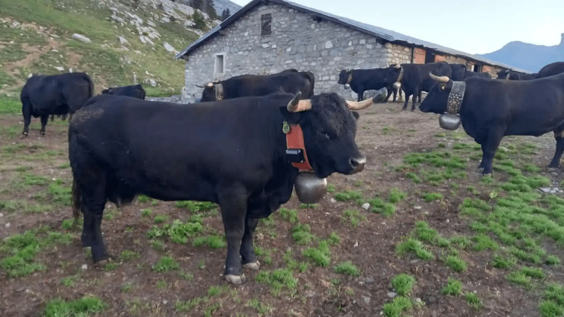 Remote Sensing in Livestock Management
