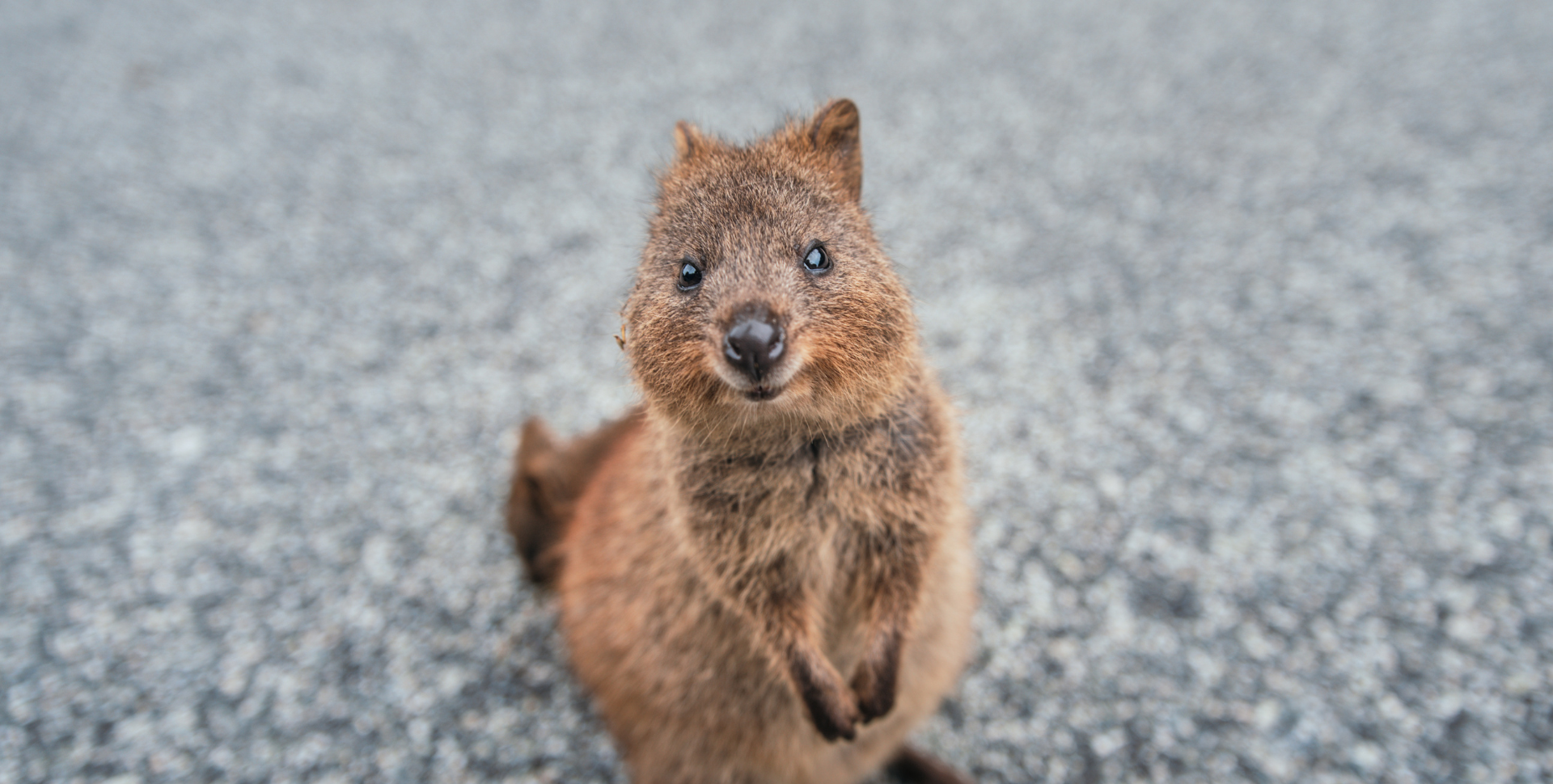 Quokka