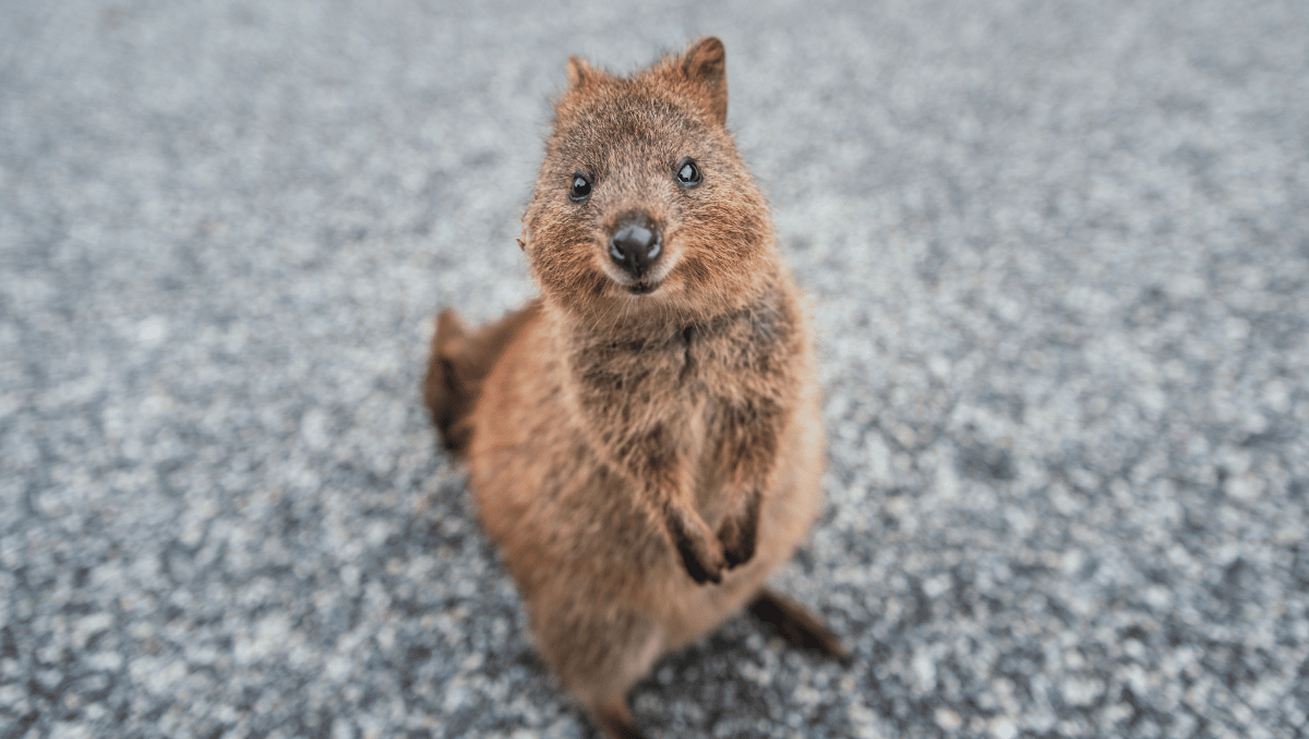 Quokka Teaser Hawk