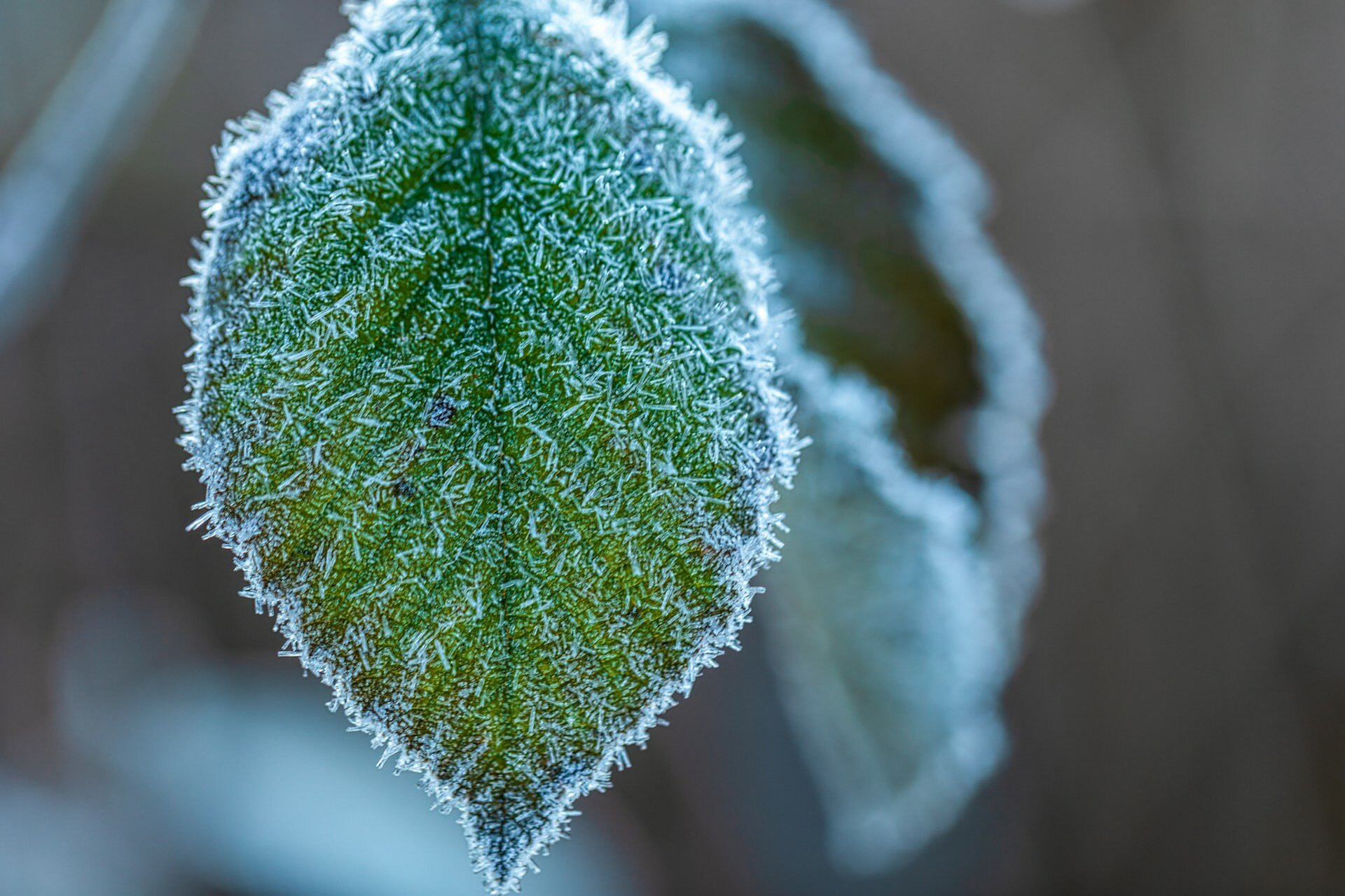 Temperature Humidity Frost Header