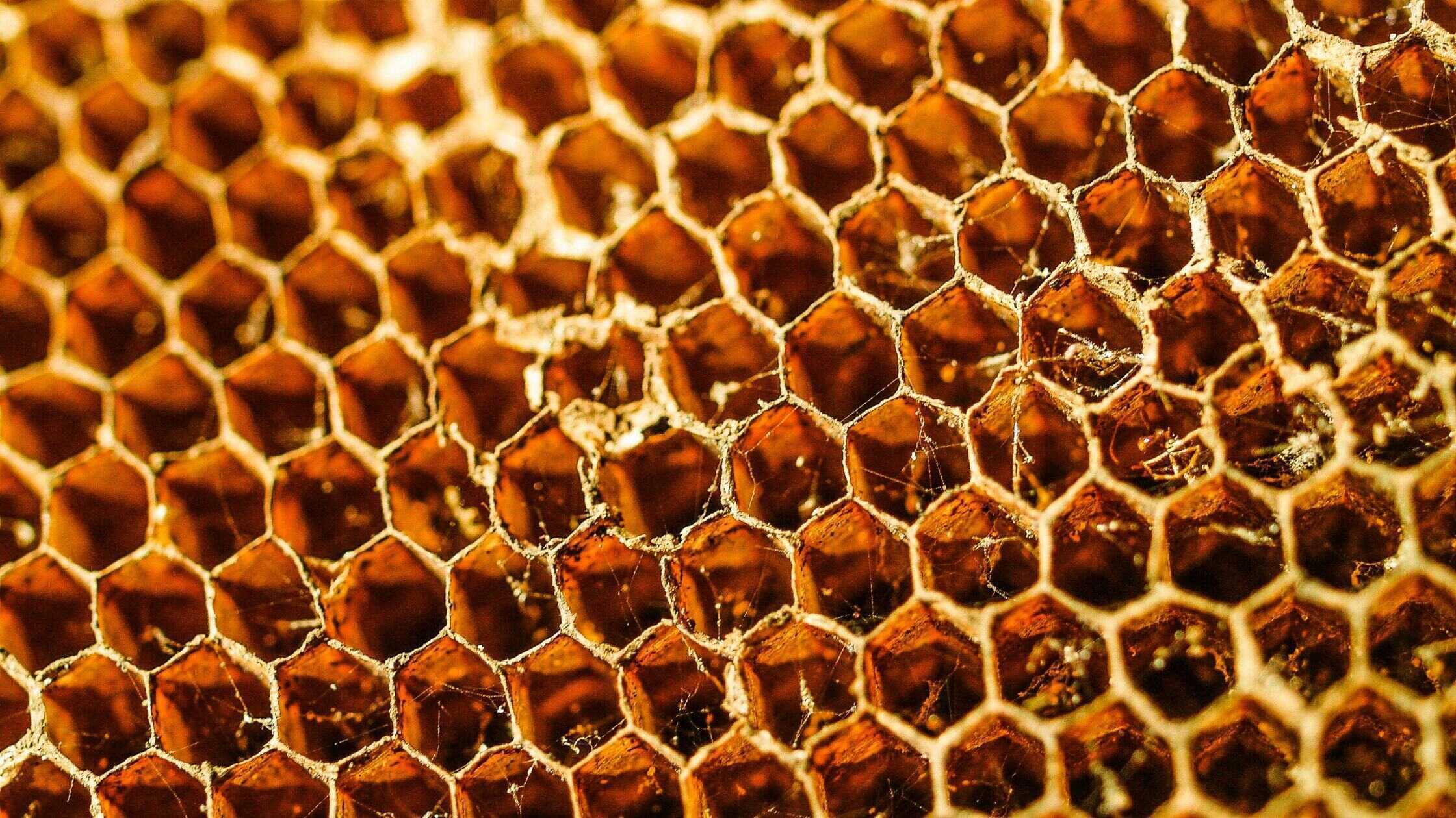 Die Zukunft der Bienenzucht: Datengestützte Einblicke aus dem iBuzz2-Projekt